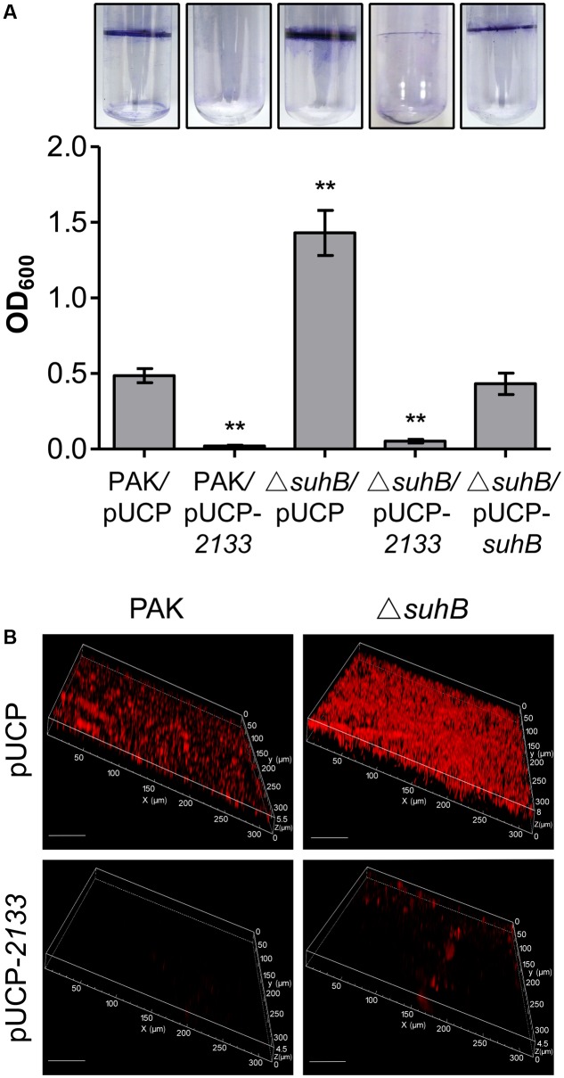 FIGURE 4