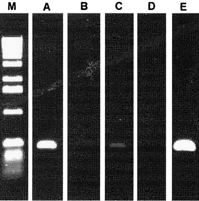 FIG. 5.