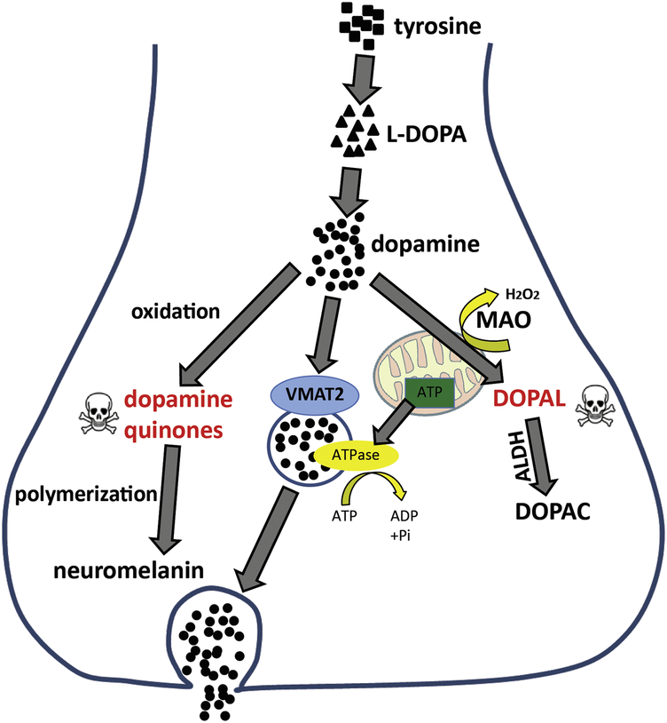 Figure 1: