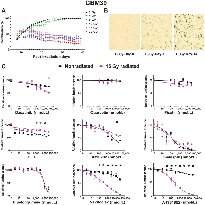 Figure 1. Radiation of GBM cells in vitro induces a senescent-like phenotype susceptible to senolytic. A, Change in GBM39 confluency in vitro over 40 days following radiation at doses ranging from 0 to 20 Gy, error bars are ± SD from technical replicates. B, Increased β-gal in GBM39 over 14 days following 15 Gy radiation. C, Senolytic drug screening was performed 21 days after 15 Gy radiation in GBM39. Cells were exposed to drugs for 4 days prior to analysis via CellTiter-Glo. Purple and black lines denote the dose–response curve for 15 and 0 Gy radiated cells, respectively. Luminescence values are normalized to 0 nmol/L control for each radiation dose. Navitoclax and A1331852 had a lower IC50 in radiated cells; *, P < 0.05. Data shown are the mean ± SD of three technical replicates; similar results were obtained GBM76, GBM6, and GBM123 (see Supplementary Figs. S1 and S2 and Supplementary Data).