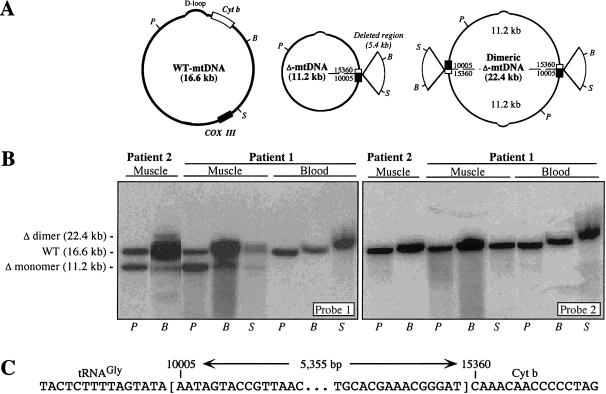 Figure  1