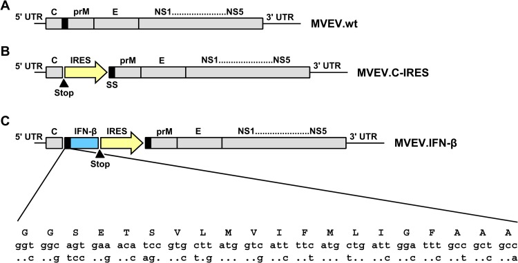 FIG 1