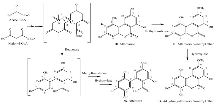 Scheme 3