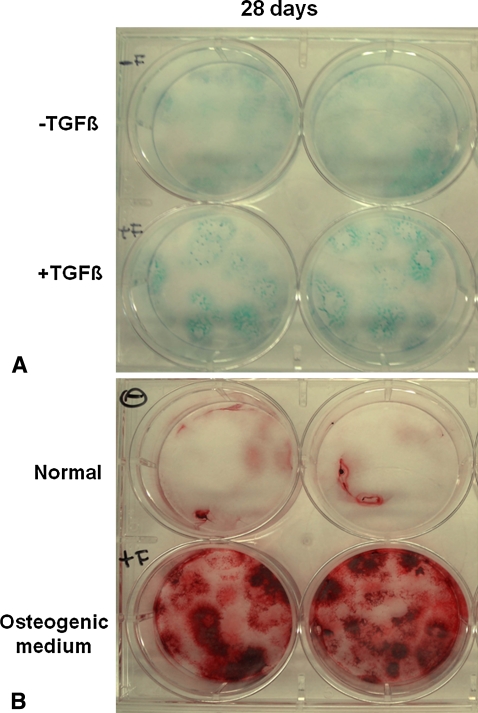 Fig. 2A–B