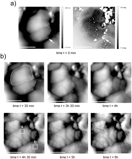 Figure 5