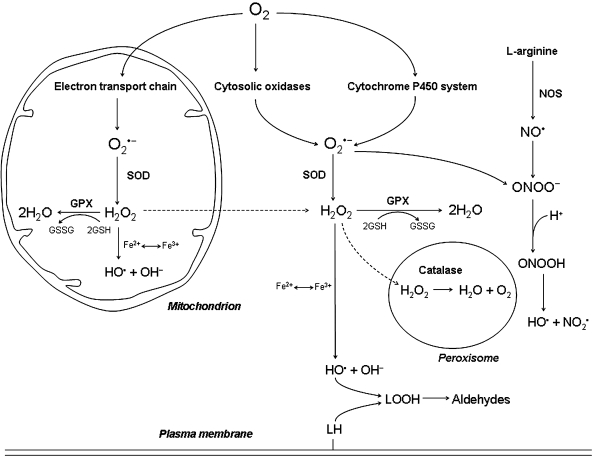 FIG. 1.