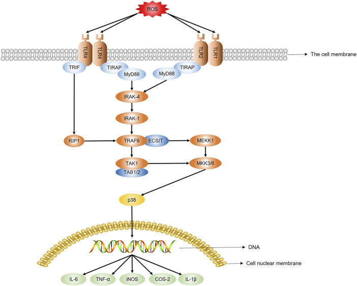 FIGURE 2