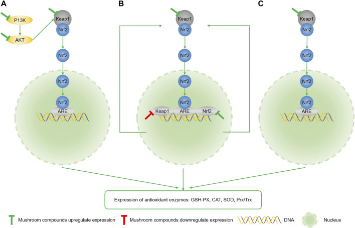 FIGURE 3