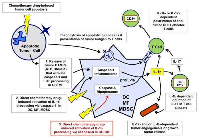 graphic file with name onci-3-e27499-g1.jpg