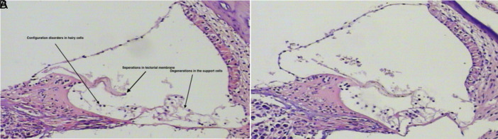 Figure 4. a,b.