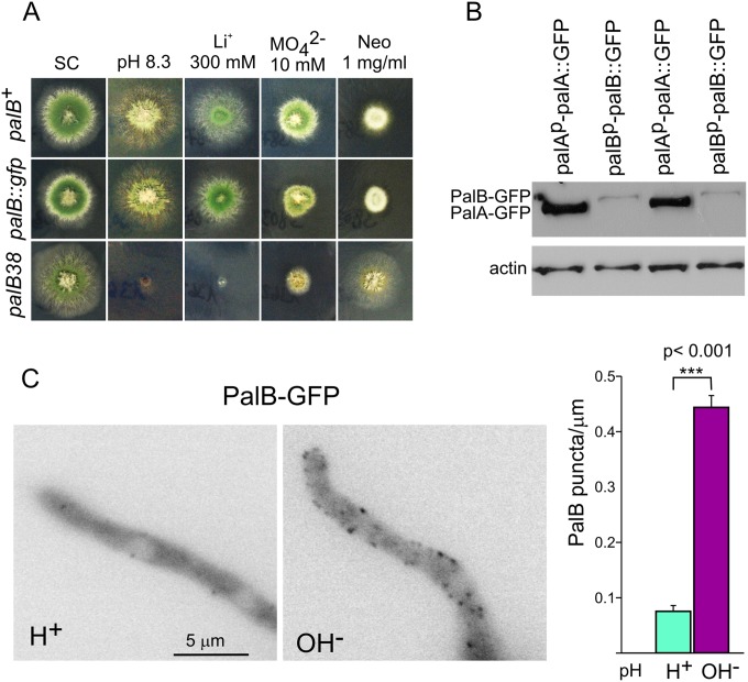 FIG 6