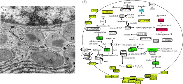 Figure 3.