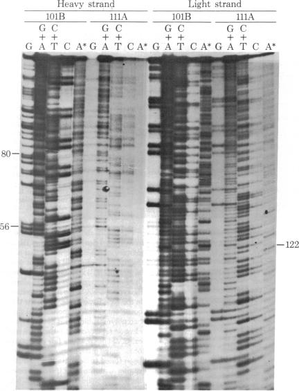 graphic file with name pnas00498-0171-a.jpg