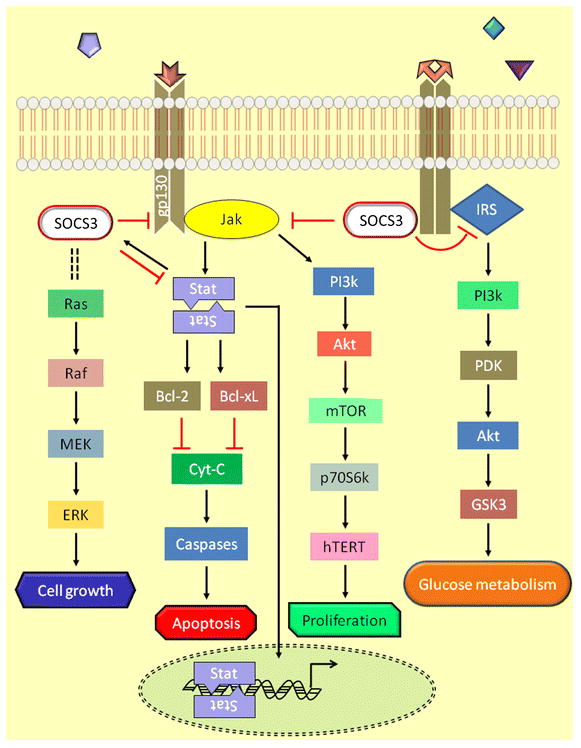 Methylation and microRNA-mediated epigenetic regulation of SOCS3 - PMC