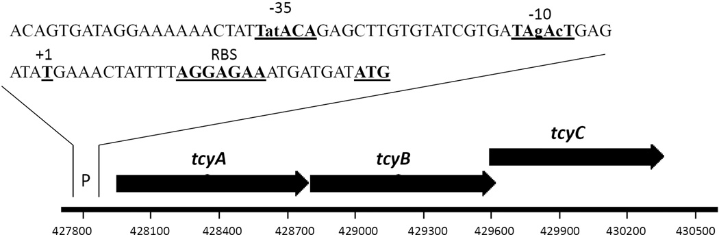 FIGURE 1