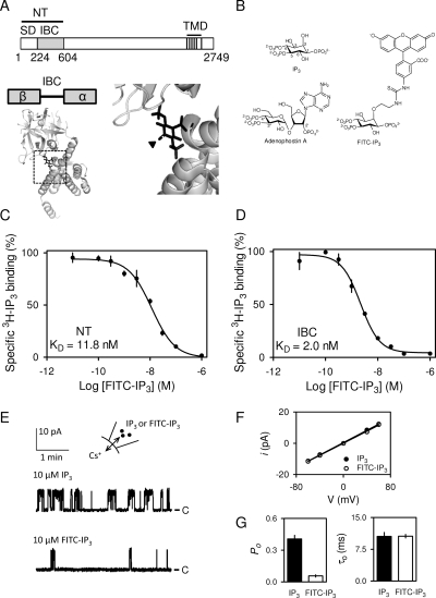 Fig. 1.