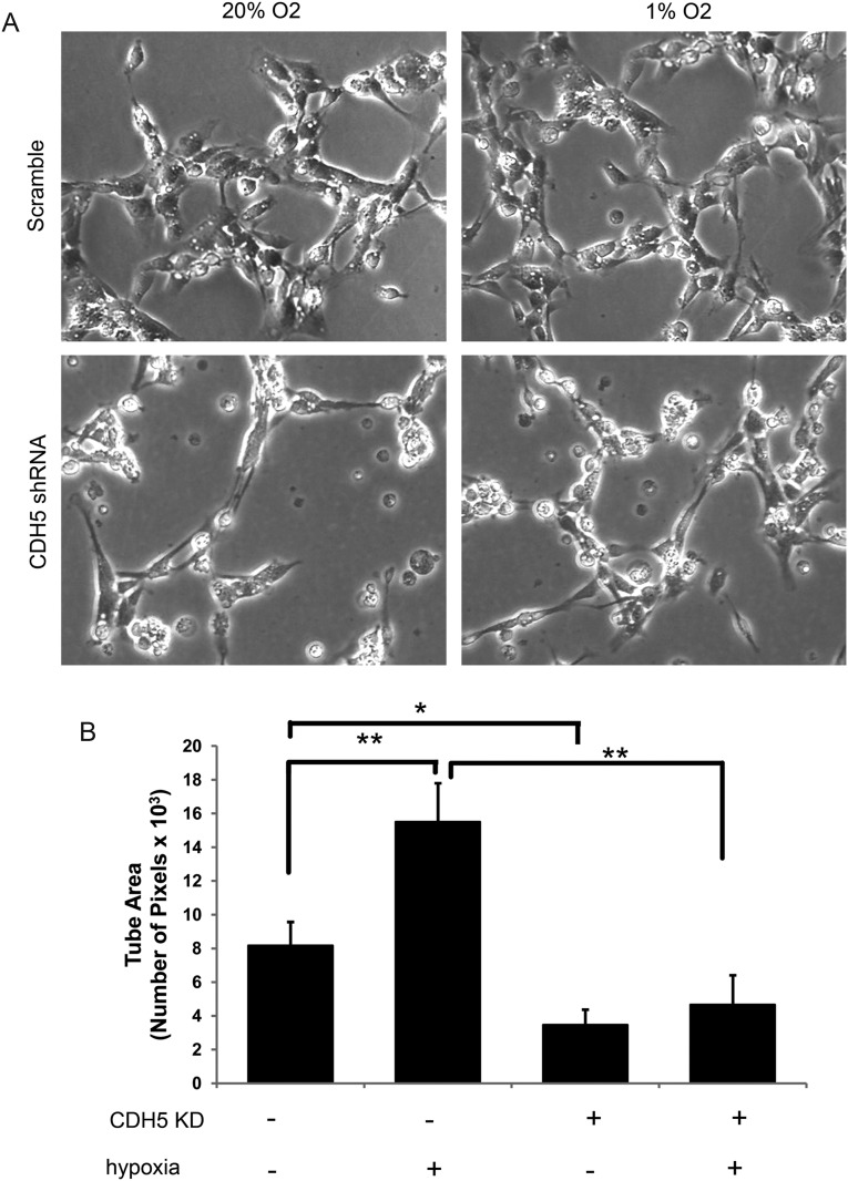 Fig. 8.