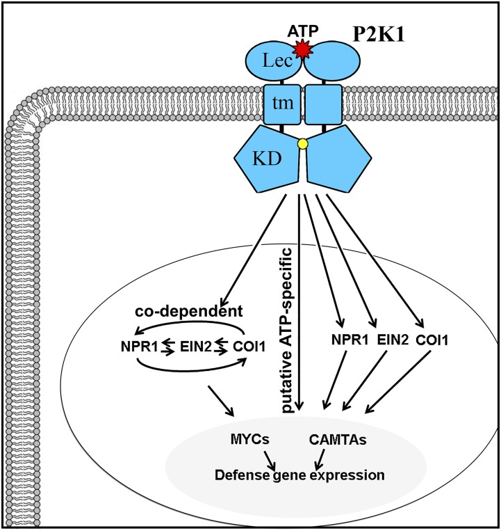 Figure 10.