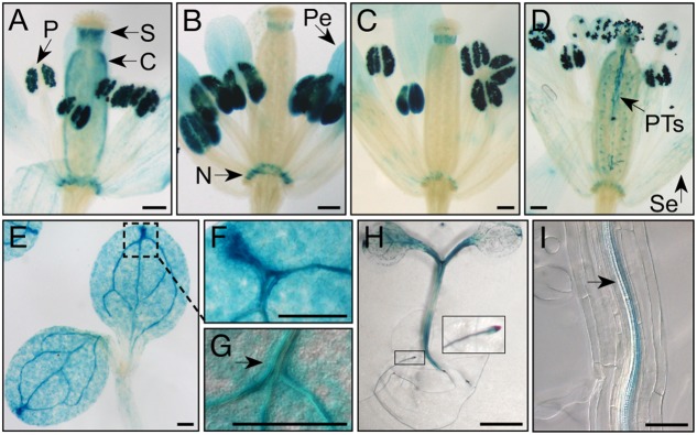 FIGURE 3