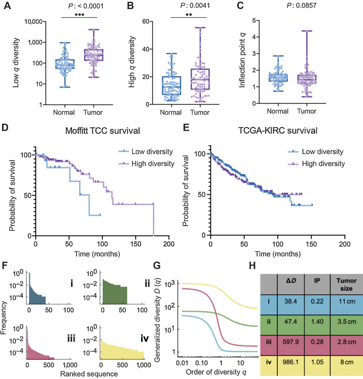 Figure 4. Novel measures of diversity and overall survival. A and B, Tumor samples have increased TRs+IGs (all receptor combination) species richness (A) and evenness (B) of CDR3 receptor sequences compared with patient-matched normal tissue. C, However, tumor samples have reduced TRs+IGs IP q diversity compared with normal tissue (mean of normal 1.602 vs. mean of tumor 1.465; P 0.0857). D, Individuals in the Moffitt TCC cohort with larger TRA distribution IP (see Materials and Methods) had significantly improved overall survival (HR: 0.526, Cox P: 0.036), with a median survival of 115 months compared with those with lower IP. E, TCGA-KIRC overall survival supports the trend of lower IP has reduced median survival (92.13 months compared with undefined in high IP group; log-rank P: 0.6104). F–H, Four examples of patients of the Moffitt TCC cohort with fundamentally different characteristics. While ΔD assesses mainly sequence richness, the inflection IP, clearly visible in G, is a robust measure of evenness; high IP distributions are more even. **, P < 0.01; ***, P < 0.001.