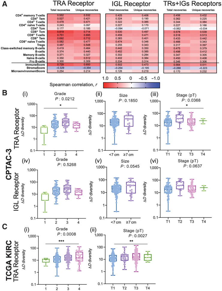 Figure 3. CDR3 sequence diversity trends were validated using xCell scores and a secondary RCC CPTAC3 cohort. A, Spearman correlation coefficient, r, was calculated between the total and unique number of TRA, IGL, and total (TRs+IGs) recoveries and the xCell scores for various T-cell and B-cell subtypes, immune score, stroma score, and microenvironment score. B, Grade, largest diameter size, and stage (pT) trends in TRA receptor and IGL receptor ΔD diversity in the CPTAC-3 cohort. For TRA recoveries, patients (n = 108) had increased ΔD diversity in (i) higher grade (mean score from grade 1 was 8.558, mean score from grade 2 was 27.94, mean score from grade 3 was 38.60, and mean score from grade 4 was 15.92; P: 0.0212), (ii) a higher mean ΔD diversity score in tumors with diameters greater than or equal to 7 cm (mean score in diameters ≥ 7 cm was 37.91, mean score in diameters < 7 cm was 28.12; P: 0.1850), and (iii) in more advanced pT stage (mean score from T1 was 25.01, mean score from T2 was 51.07, mean score from T3 was 29.24, mean score from T4 was 5.32; P: 0.0368). Similarly, for IGL recoveries, patients had increased ΔD diversity in (iv) higher grade (mean score from grade 1 was 50.14, mean score from grade 2 was 160.6, mean score from grade 3 was 156.9, and mean score from grade 4 was 84.79; P: 0.5268), (v) a higher mean ΔD diversity score in tumors with diameters greater than or equal to 7 cm (mean score in diameters ≥ 7 cm was 235.6, mean score in diameters < 7 cm was 126.6; P: 0.0545), and (vi) in more advanced pT stage (mean score from T1 was 147.0, mean score from T2 was 291.1, mean score from T3 was 97.58, mean score from T4 was 120.5; P: 0.0637). C, Grade and stage (pT) trends in TRA receptor ΔD diversity in the TCGA-KIRC cohort. Patients (n = 390) had increased ΔD diversity in (i) higher grade (mean score from grade 1 was 10.28, mean score from grade 2 was 16.62, mean score from grade 3 was 22.49, and mean score from grade 4 was 28.32; P: 0.0008), and (ii) in more advanced pT stage (mean score from T1 was 16.64, mean score from T2 was 24.25, mean score from T3 was 24.78, mean score from T4 was 17.90; P: 0.0027). Unpaired t tests were used to compare two group data and ANOVA was used to compare grade, three group data. *, P < 0.05; **, P < 0.01; ***, P < 0.001.