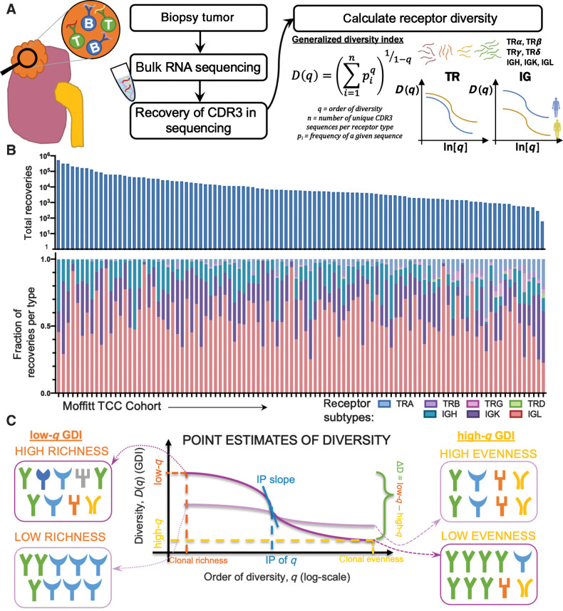 Figure 1. Tumor-infiltrating lymphocyte receptor diversity as a marker in ccRCC. A, Overall workflow schematic of calculating tumor-infiltrating lymphocyte diversity across a cohort of patients. Patient tumors undergo bulk RNA-sequencing and then CDR3 sequences from TCRs and BCRs are recovered. Then for each patient, CDR3 sequences are segregated by receptor class (TRA, TRB, TRG, TRD, IGH, IGK, and IGL) and patient frequencies across the CDR3 landscape per receptor are calculated and used to quantify the individual patient's receptor diversity using the generalized diversity index from ecology. B, Receptor recovery distributions across the seven major receptor types in the Moffitt cohort; written consent was provided under the TCC protocol. C, Patient diversity curves can be distilled down to five point estimates of diversity: low-q (q = 0.01), high-q (q = 100), ΔD (D(0.01) − D(100)), IP, and IP slope.