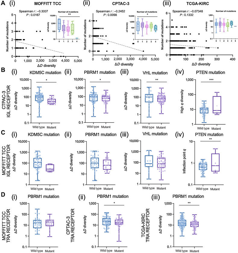 Figure 5. Associations of diversity metrics with mutational landscape in ccRCC. A, Number of mutations were negatively correlated with CDR3 recovery richness. Spearman correlation coefficients between number of mutations and ΔD diversity were calculated for the (i) Moffitt TCC total (TRs+IGs) recoveries (Spearman r: −0.3007, P: 0.0167; ANOVA, P: 0.0025); CPTAC-3 total recoveries (Spearman r: −0.2452, P: 0.0098; ANOVA, P: 0.0213), and (iii) TCGA-KIRC total available (TRA+TRB) recoveries (Spearman r: −0.07348, P: 0.1332; ANOVA, P: 0.3905). B, IGL recoveries had reduced richness in CPTAC-3 patients with (i) KDM5C mutations (mean score of wild type was 167.9 and mutant was 44.41; P: 0.0298), (ii) PBRM1 mutations (mean score of wild type was 182.2 and mutant was 92.06; P: 0.0421), and (iii) VHL mutations (mean score of wild type was 247.7 and mutant was 115.0; P: 0.0094) and increased evenness in patients with (iv) PTEN mutations (mean score of wild type was 10.61 and mutant was 35.35; P: 0.0001). C, IGL recoveries had reduced richness in Moffitt TCC patients with (i) KDM5C mutations (mean score of wild type was 248.1 and mutant was 42.96; P: 0.0906), (ii) PBRM1 mutations (mean score of wild type was 259.8 and mutant was 156.4; P: 0.2200), and (iii) VHL mutations (mean score of wild type was 307.7 and mutant was 190.4; P: 0.1993) and increased evenness in patients with (iv) PTEN mutations (mean score of wild type was 0.7323 and mutant was 1.427; P: 0.0083). D, TRA receptor richness was (i) not different in Moffitt TCC patients with PBRM1 mutations (mean score of wild type was 32.03 and mutant was 24.59; P: 0.5397), (ii) decreased in CPTAC-3 patients with PBRM1 mutations (mean score of wild type was 33.63 and mutant was 22.53; P: 0.0470), and (iii) decreased in TCGA-KIRC patients with PBRM1 mutations (mean score of wild type was 23.84 and mutant was 17.06; P: 0.0032). Unpaired t tests were used to compare two group data and ANOVA was used to compare grade, three group data. *, P < 0.05; **, P < 0.01; ***, P < 0.001.