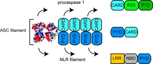 Figure 13.