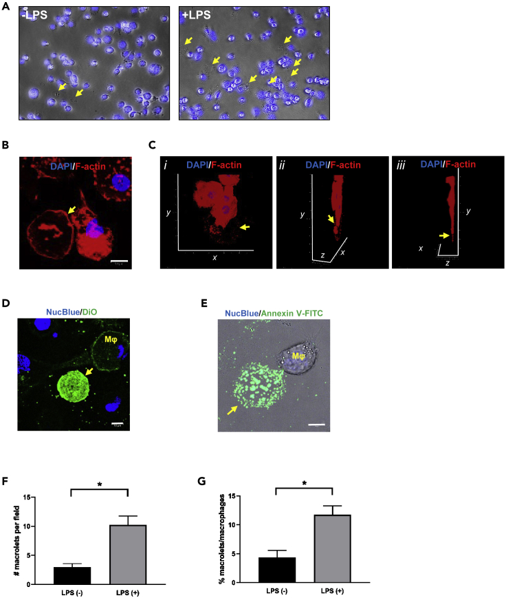 Figure 1