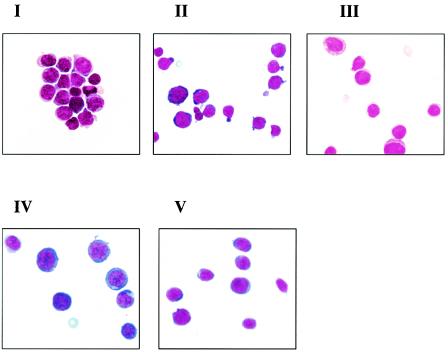 FIG. 2.