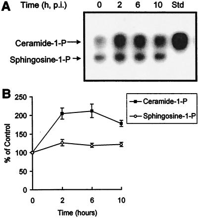 FIG. 1