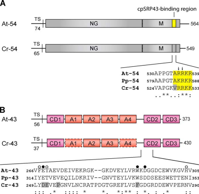 FIGURE 1.