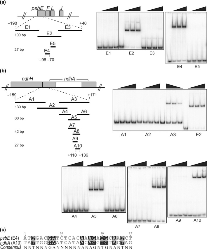 Fig. 10