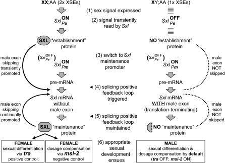 Figure 1.—