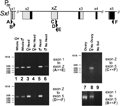 Figure 7.—