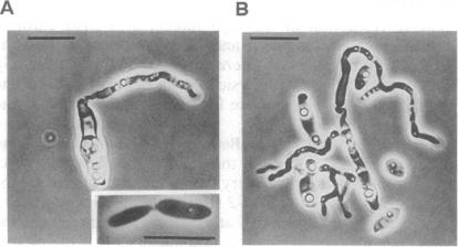 graphic file with name pnas01137-0381-a.jpg