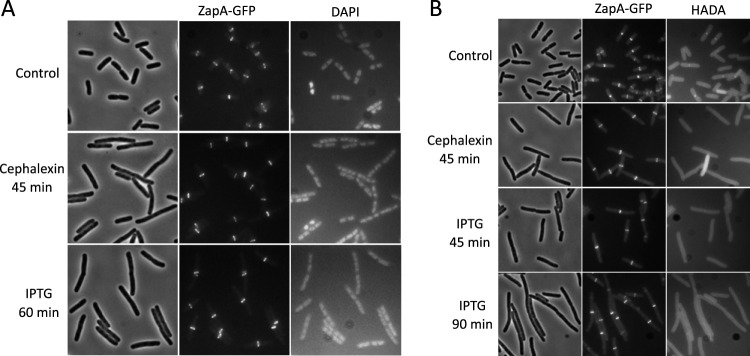 FIG 3
