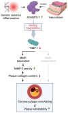 Graphical Abstract