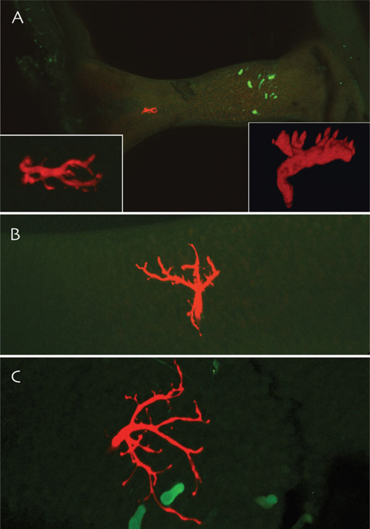 Fig. 6