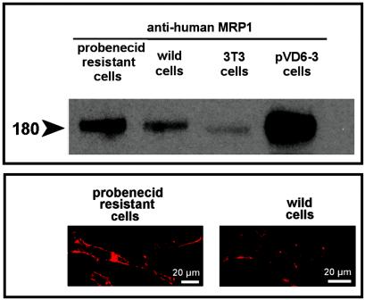 FIG. 7.