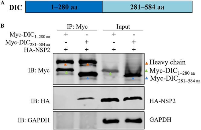 FIG 8