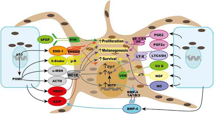 FIGURE 1