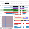 Figure 1.
<i>Roc1a</i>
gene model comparison between
<i>Drosophila eugracilis </i>
and
<i>Drosophila melanogaster</i>
orthologs