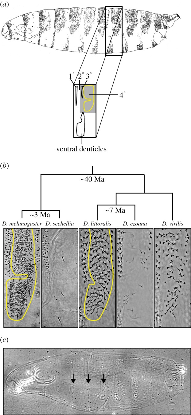 Figure 1.