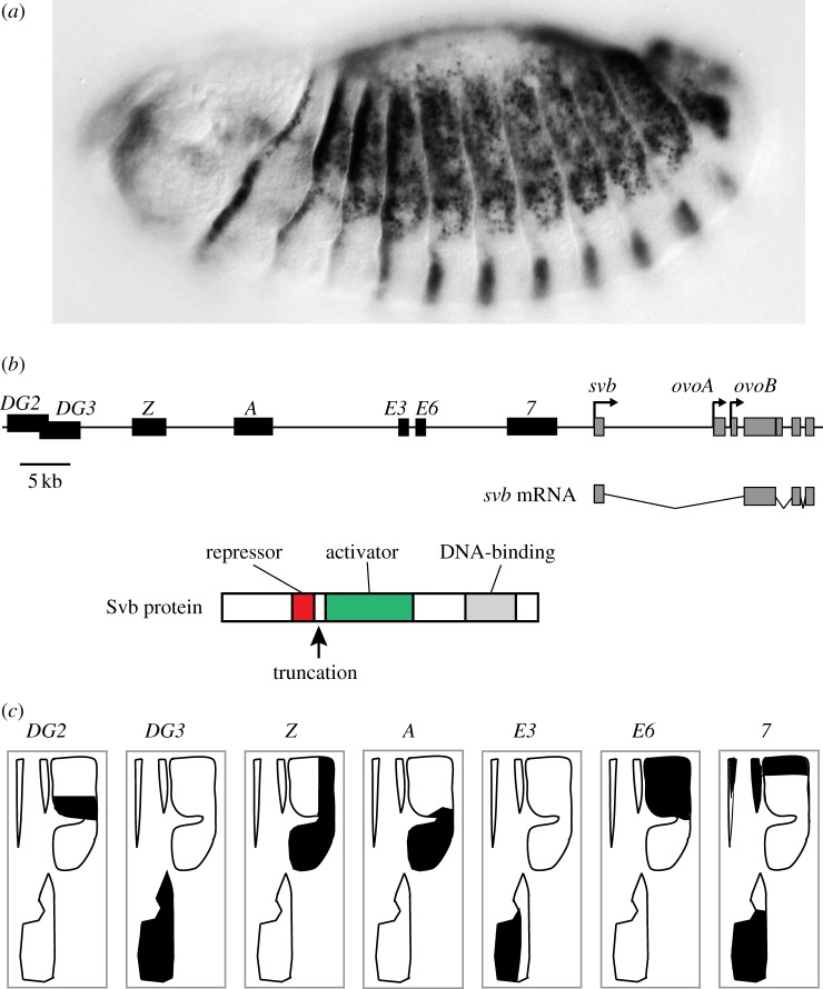 Figure 2.