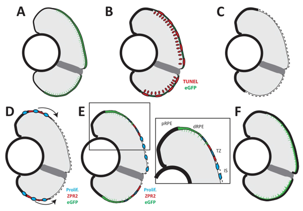 Figure 6: