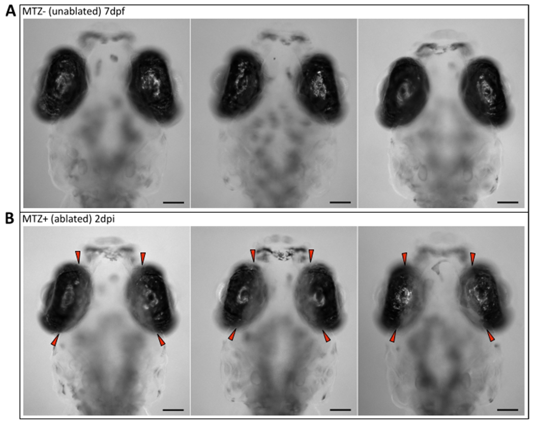 Figure 2: