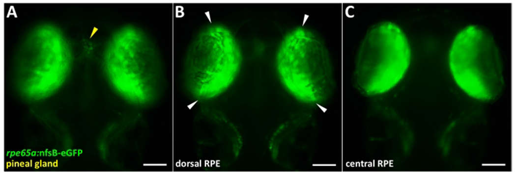 Figure 1: