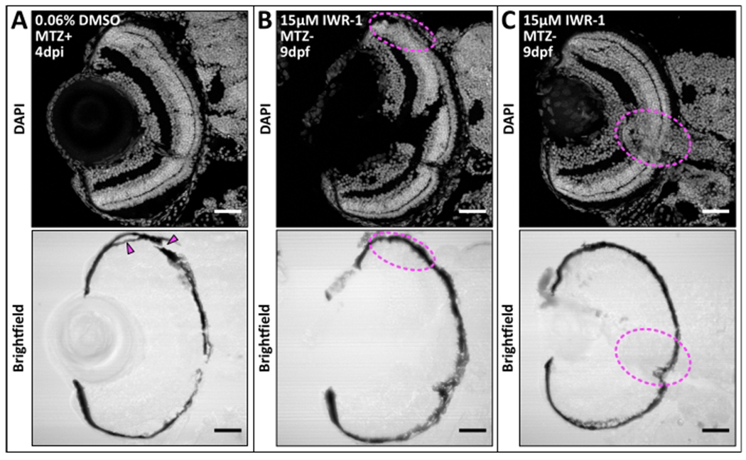 Figure 7: