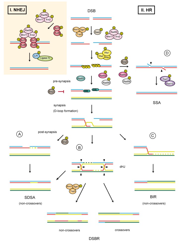 SUMO Wrestles with Recombination - PMC